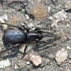 Begegnung am Wegesrand - Plattbauchspinne