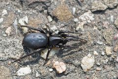 Begegnung am Wegesrand - Plattbauchspinne