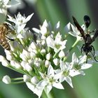 Begegnung an der Blüte