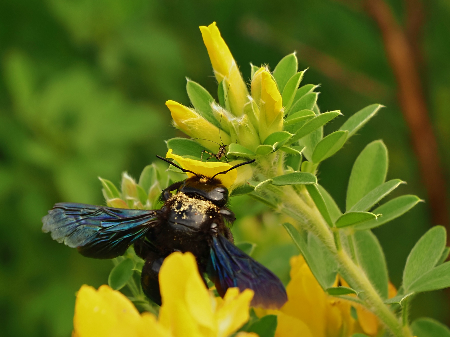 Begegnung an der Blüte