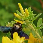 Begegnung an der Blüte