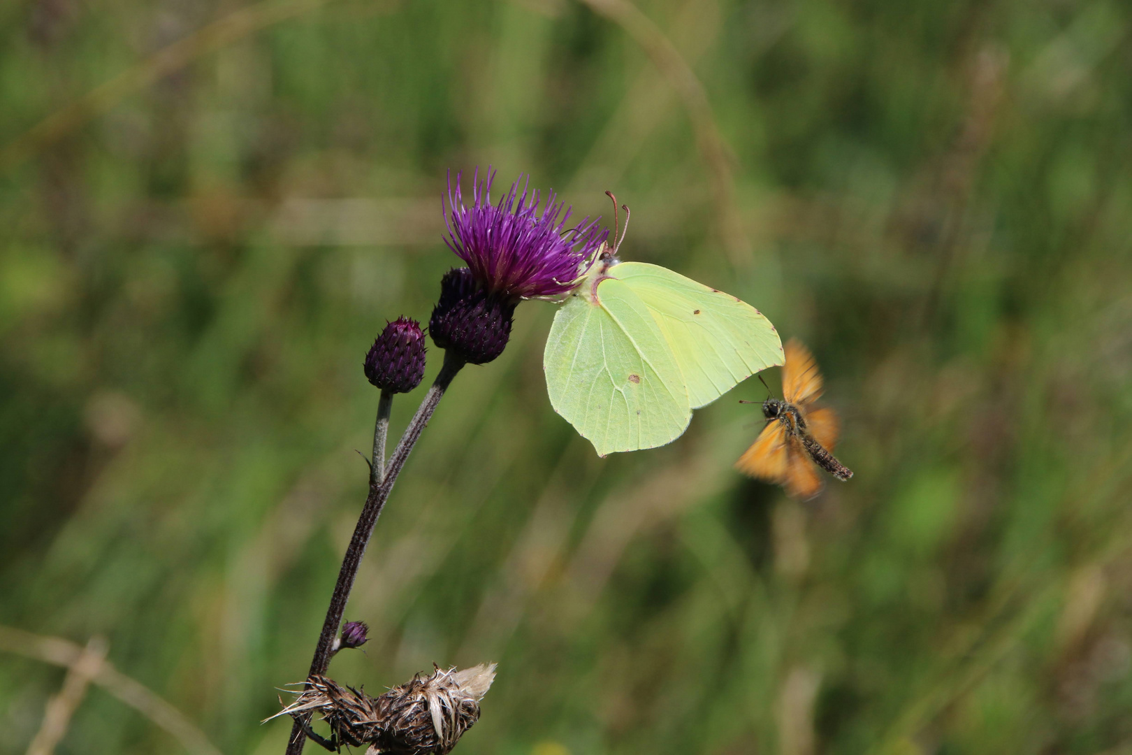 Begegnung an der Distel 