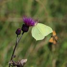 Begegnung an der Distel 