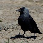 ..Begegnung an der Odde auf Amrum...(1)