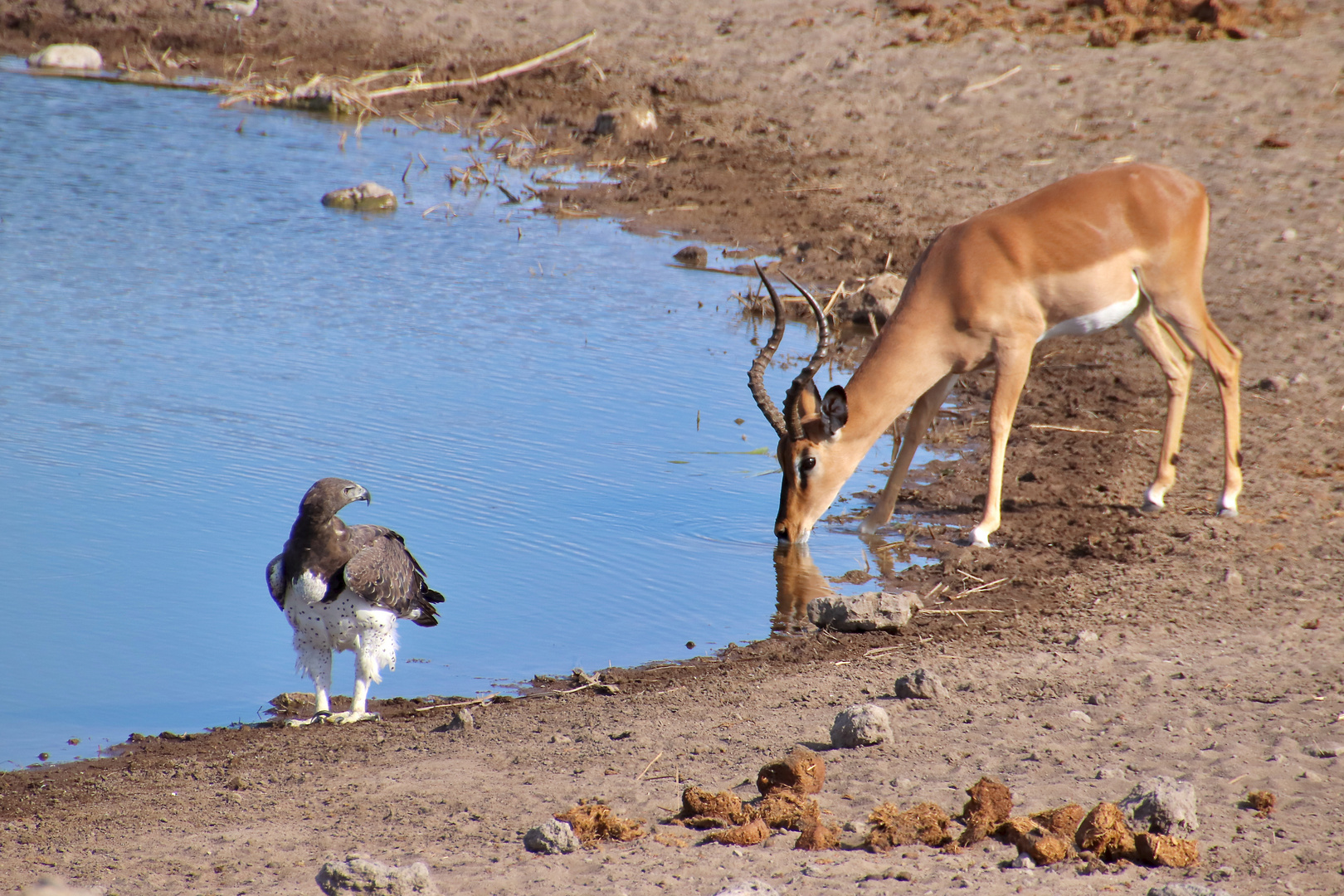 Begegnung an der Wasserstelle (1)