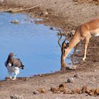 Begegnung an der Wasserstelle (1)