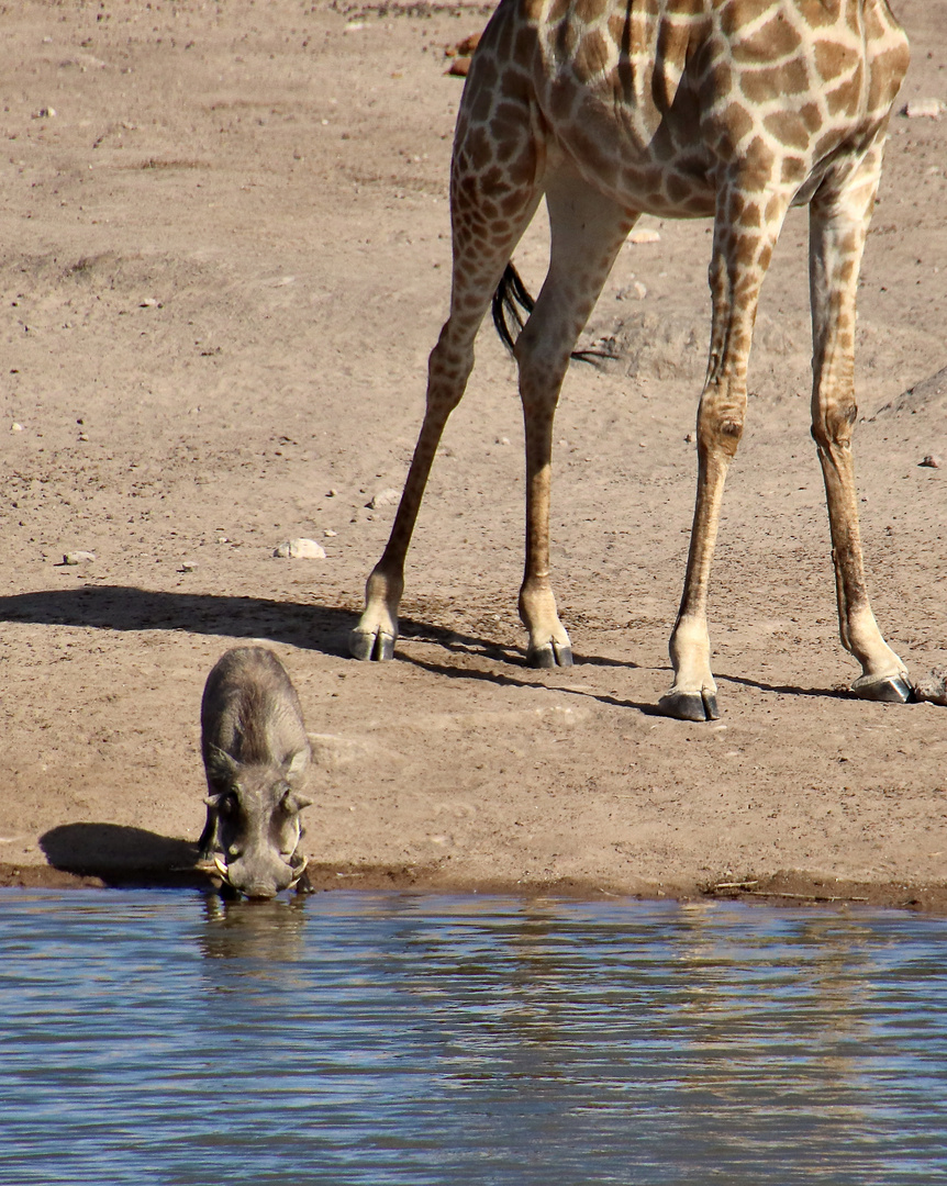 Begegnung an der Wasserstelle (2)