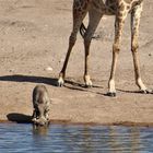 Begegnung an der Wasserstelle (2)