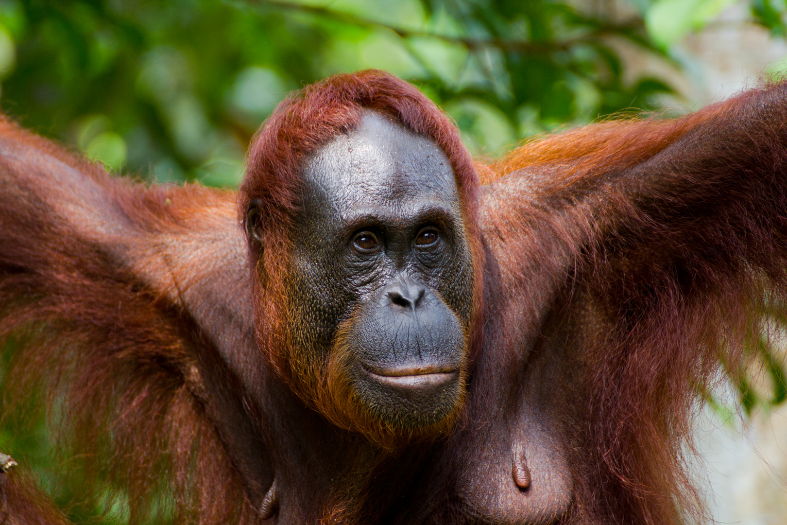 Begegnung auf Borneo