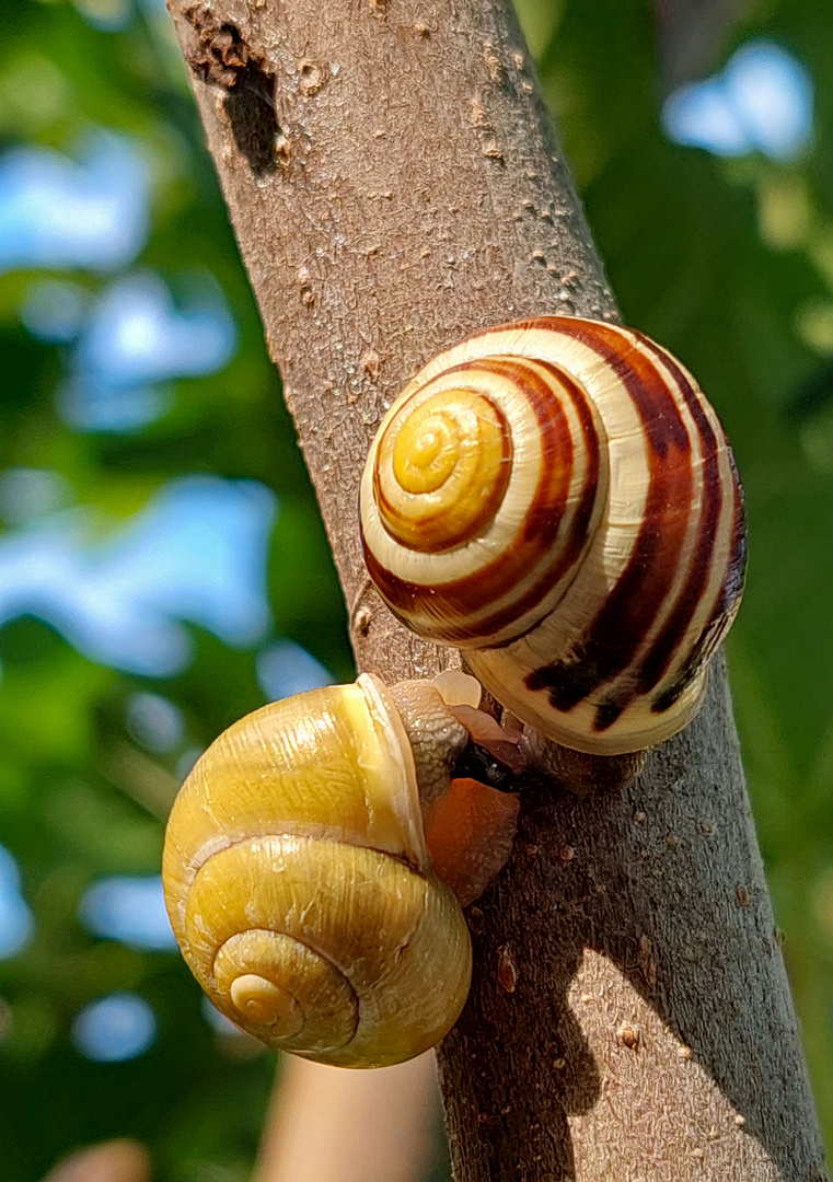 Begegnung auf dem Feigenbaum