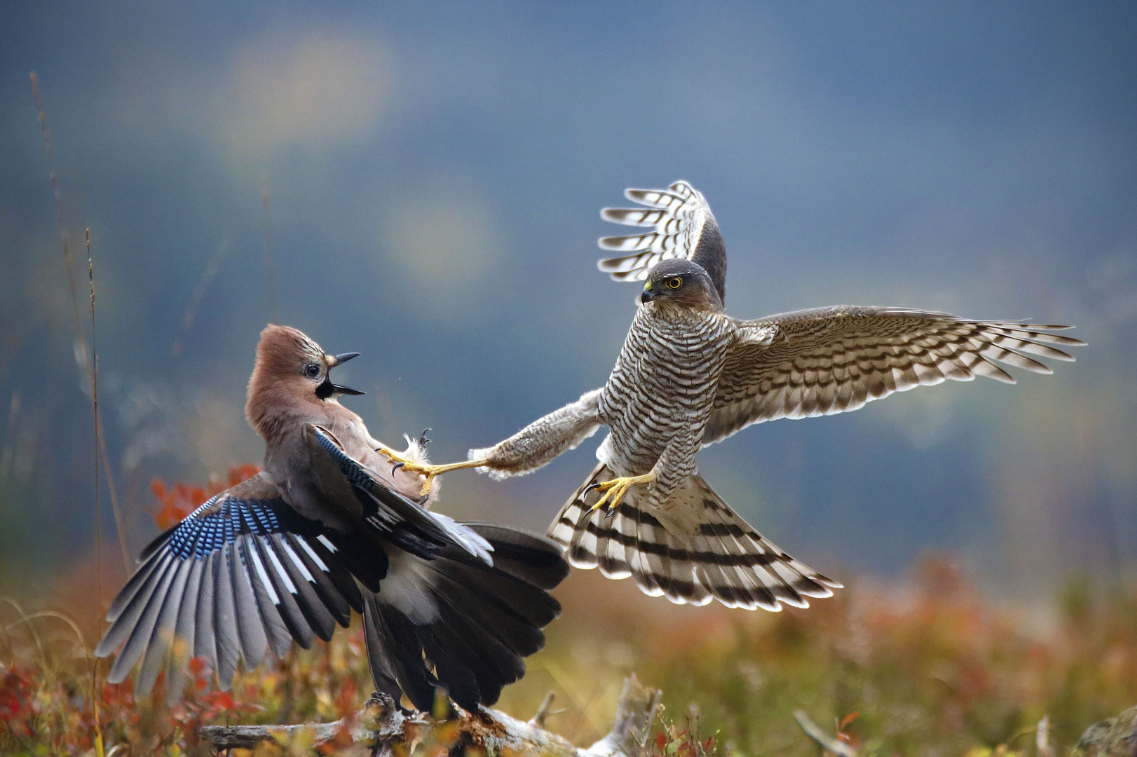 Begegnung auf dem Feld - Gefiederte Rivalen