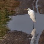 begegnung auf dem feldweg