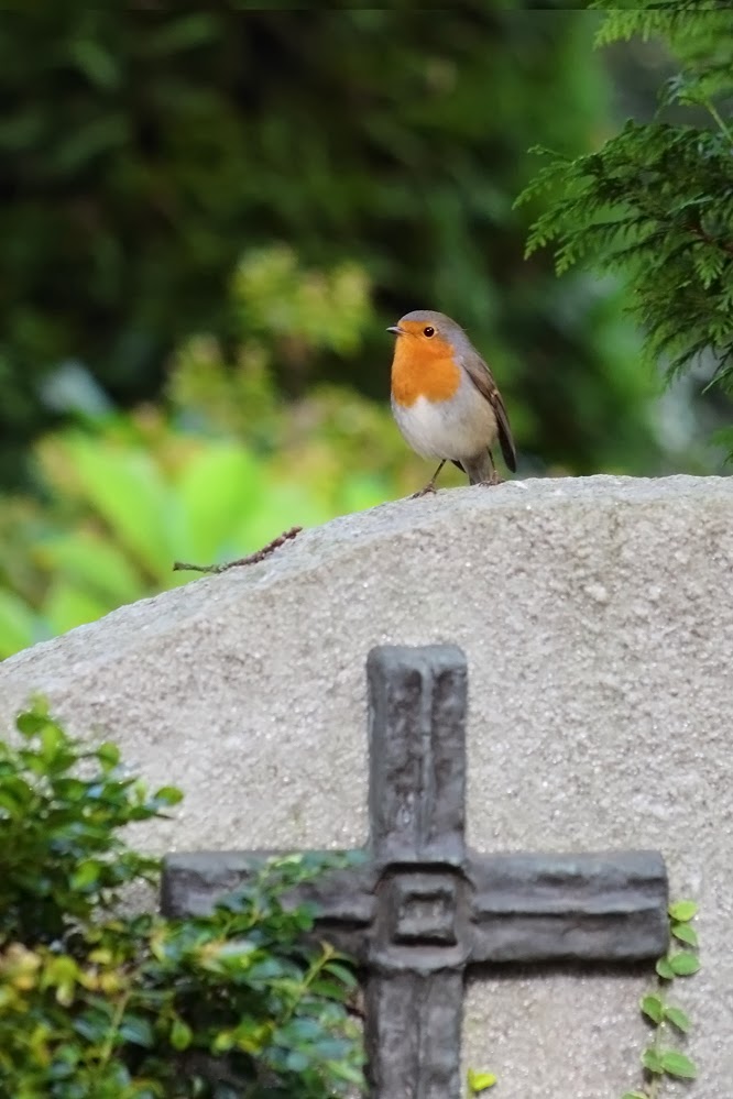 Begegnung auf dem Friedhof