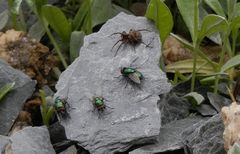 Begegnung auf dem "heißen" Stein