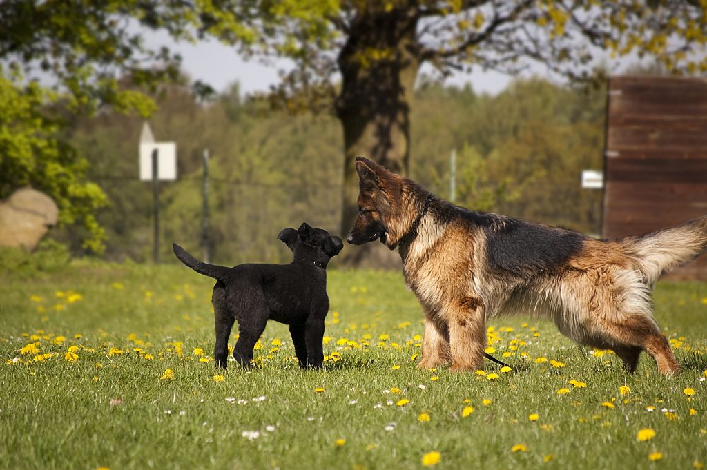 Begegnung auf dem Hundeplatz