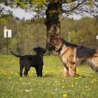 Begegnung auf dem Hundeplatz