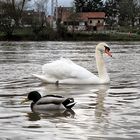 Begegnung auf dem Neckar