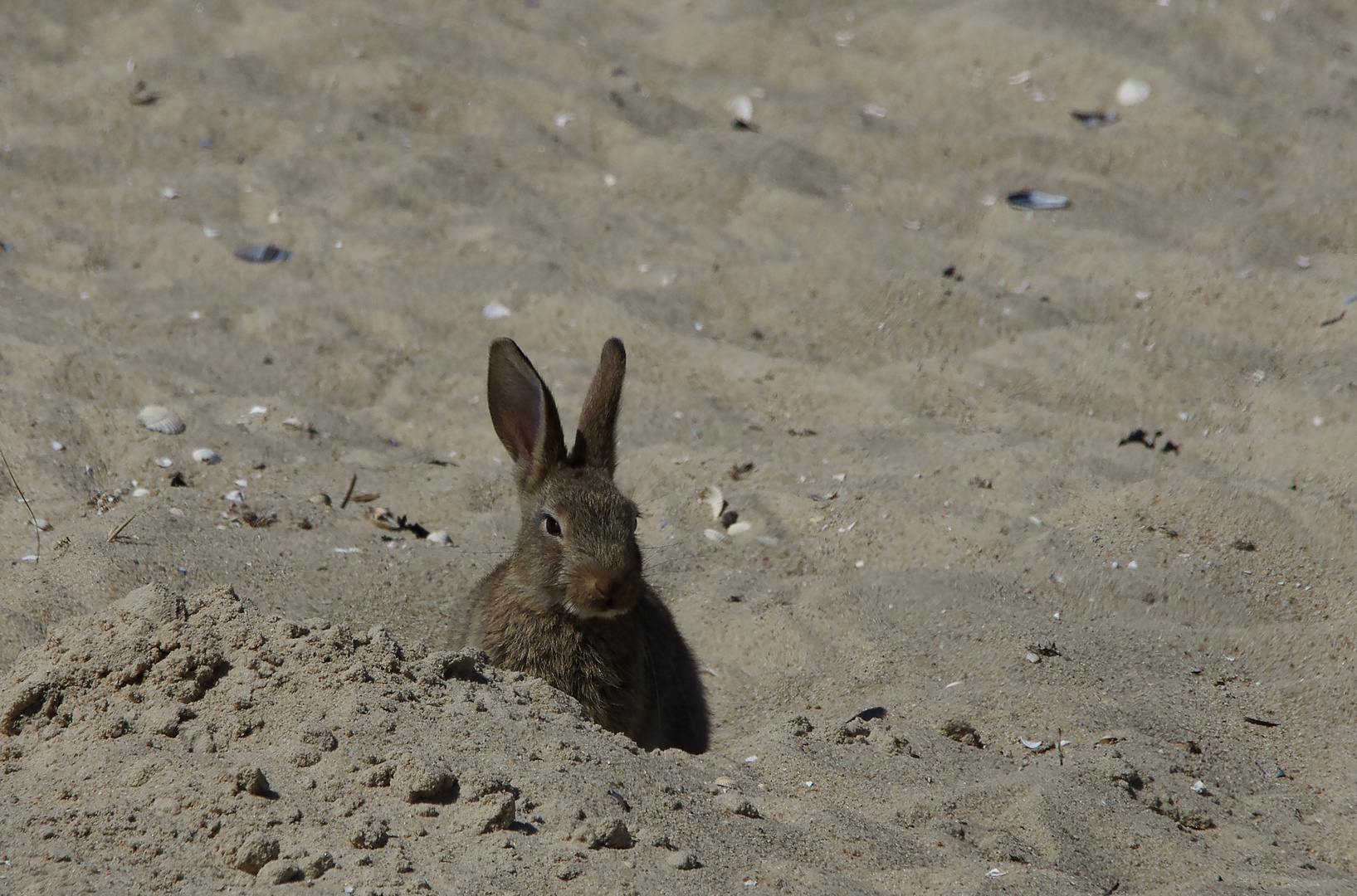 Begegnung auf dem Nordstrand auf Amrum (1)