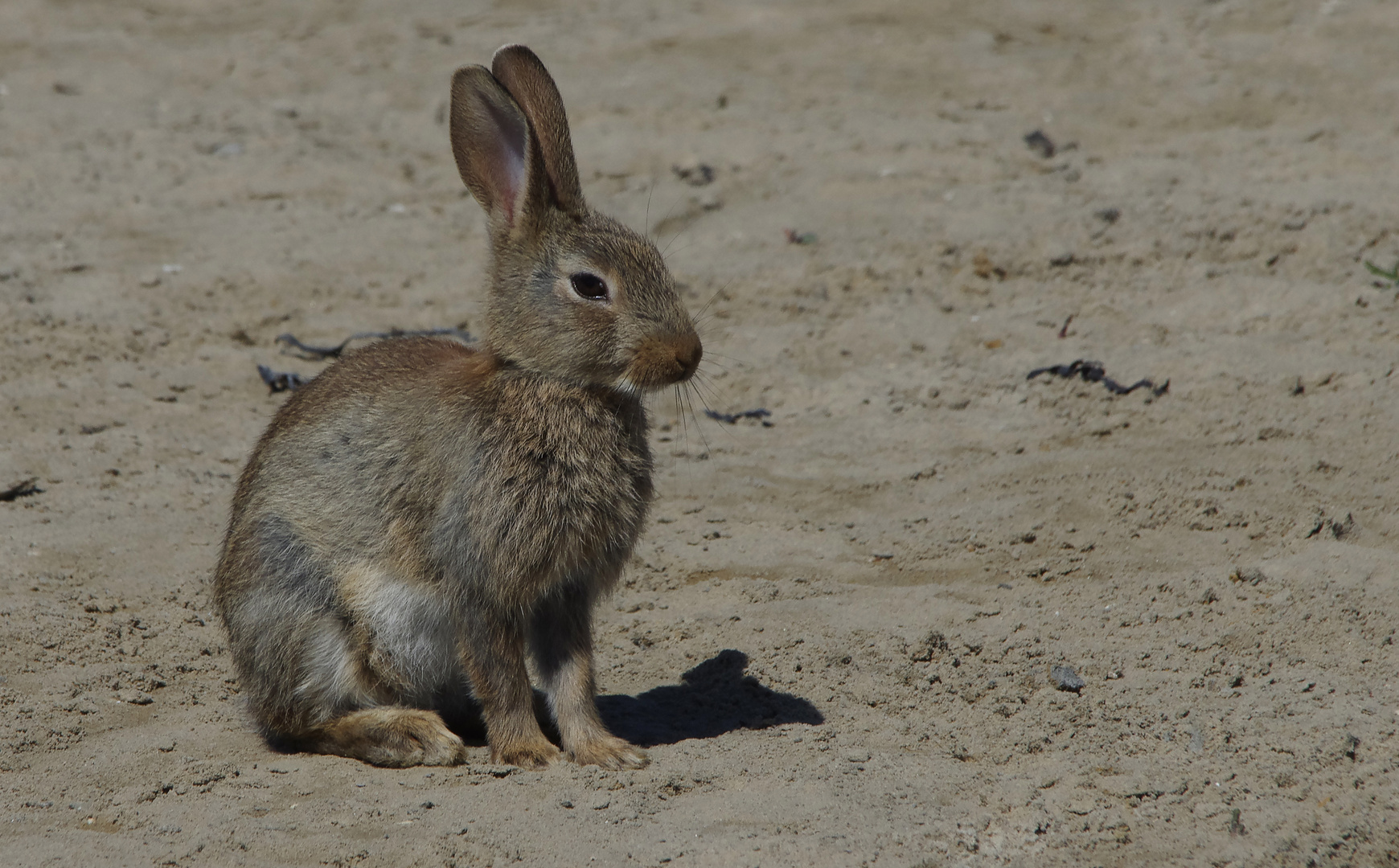 Begegnung auf dem Nordstrand auf Amrum (2)