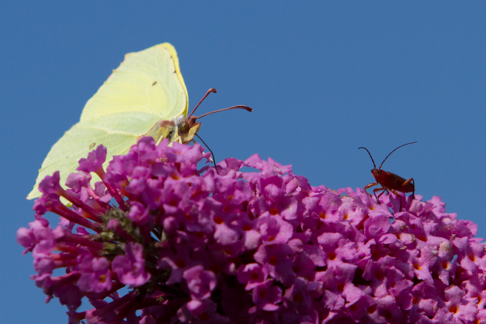 Begegnung auf dem Schmetterlingsflieder