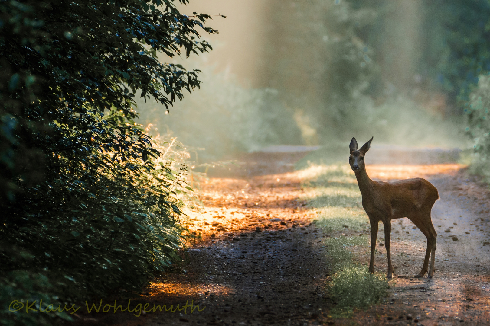 Begegnung auf dem Waldweg