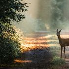 Begegnung auf dem Waldweg