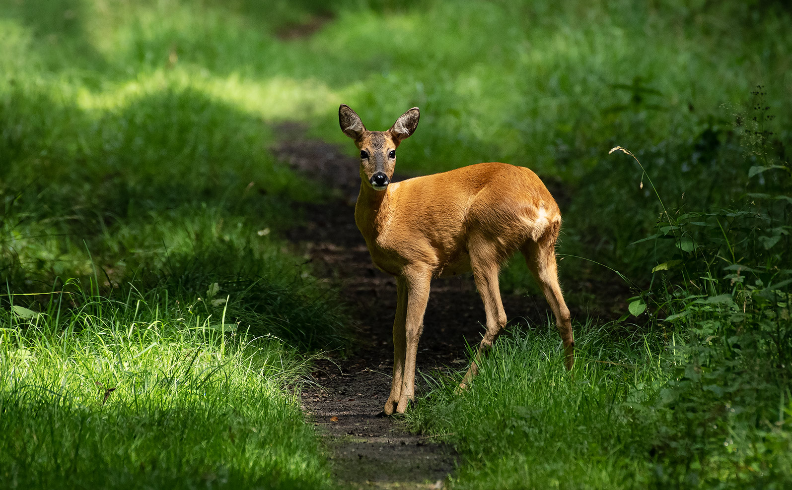 Begegnung auf dem Waldweg   . . .