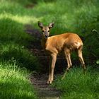 Begegnung auf dem Waldweg   . . .