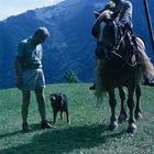 Begegnung auf der Alm