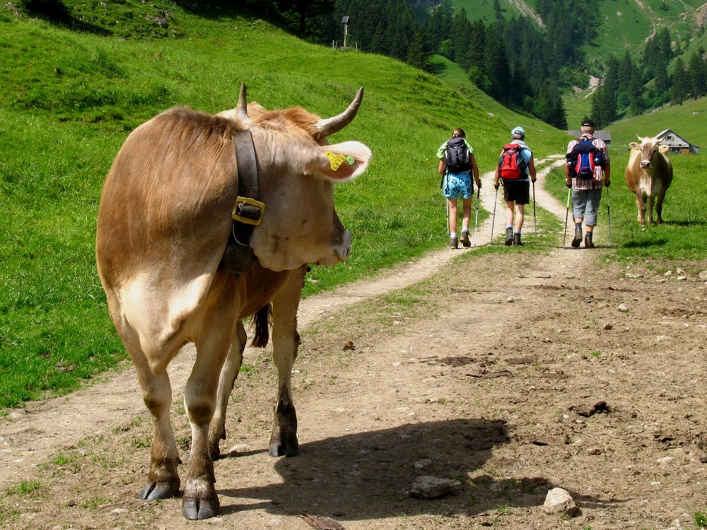 Begegnung auf der Alp