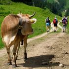 Begegnung auf der Alp