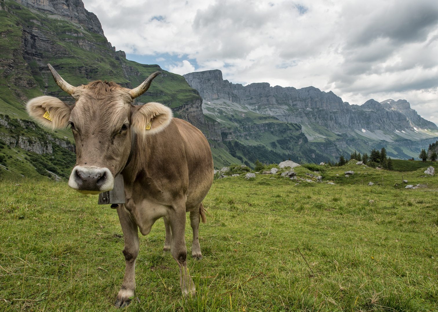 Begegnung auf der Alp