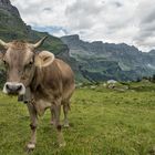 Begegnung auf der Alp