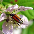 Begegnung auf der Blüte