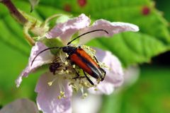 Begegnung auf der Blüte