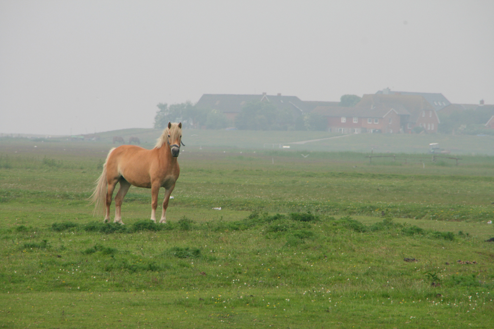 Begegnung auf der Hallig Hooge