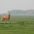 Begegnung auf der Hallig Hooge