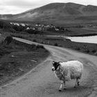 Begegnung auf der Isle of Skye