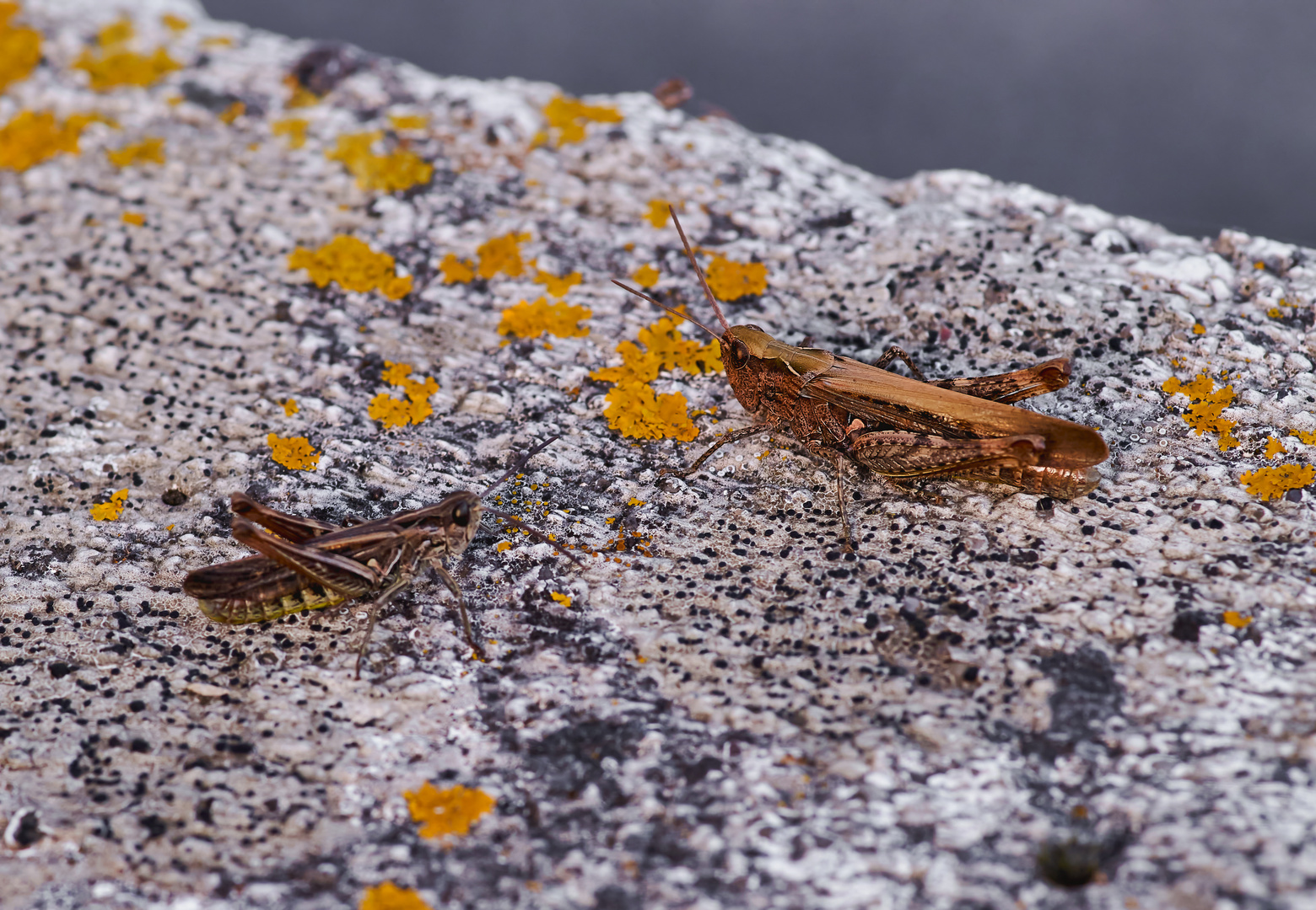 Begegnung auf der Mauer