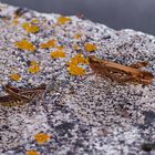 Begegnung auf der Mauer