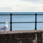 Begegnung auf der Promenade... - Sidmotuh, England