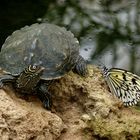 Begegnung auf der Schildkröteninsel