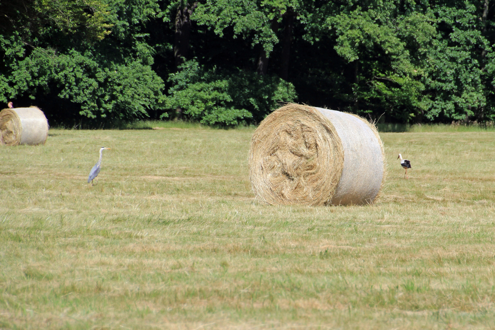 Begegnung auf der Wiese