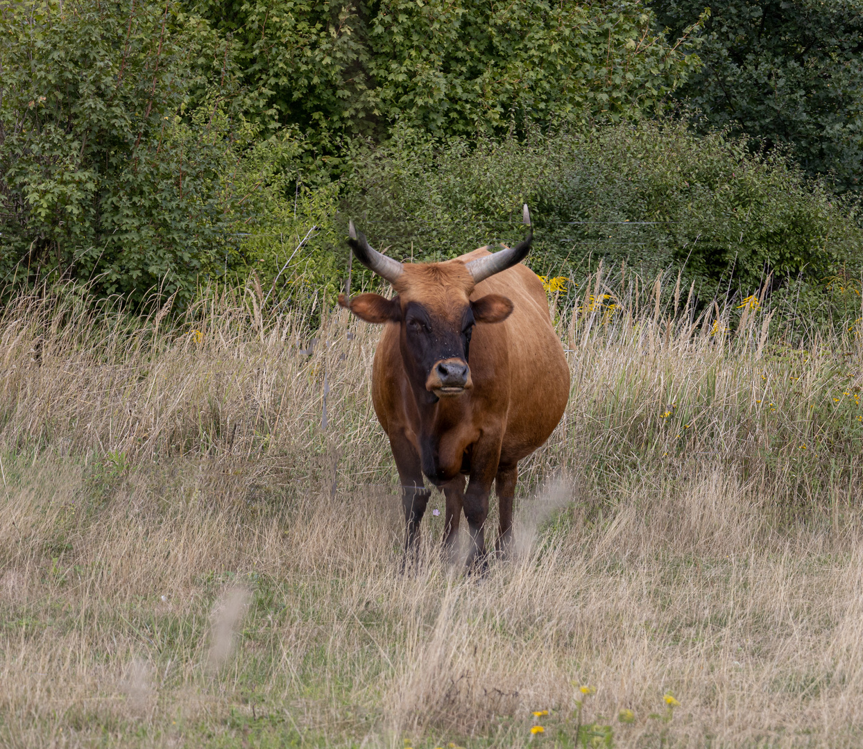 Begegnung auf der Wiese