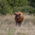 Begegnung auf der Wiese