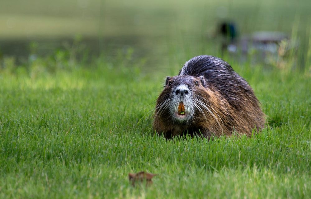 Begegnung auf der Wiese