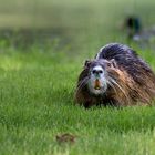 Begegnung auf der Wiese