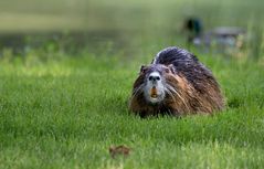 Begegnung auf der Wiese