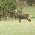 Begegnung auf der Wiese