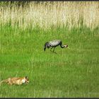 Begegnung auf der Wiese